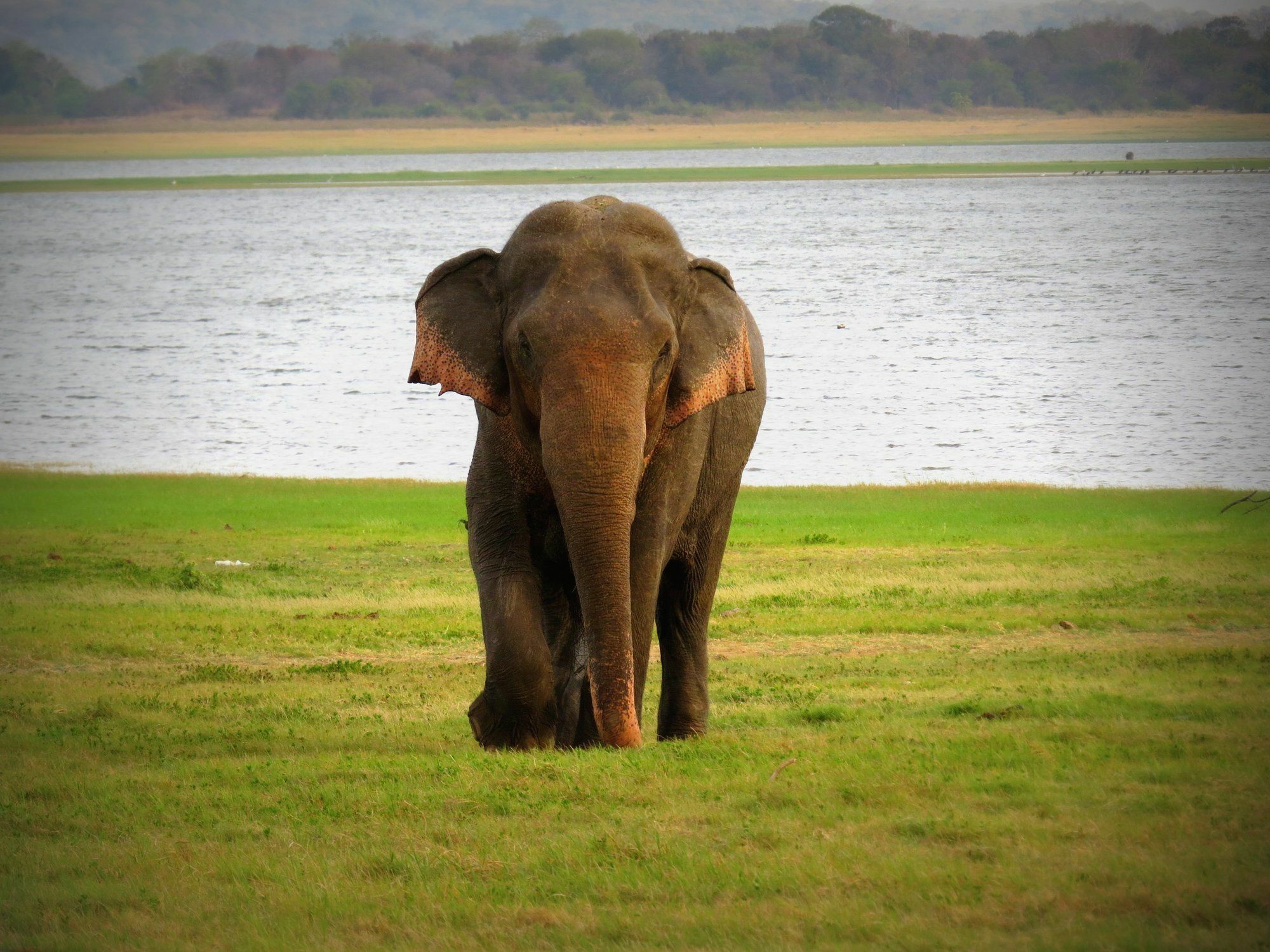 Mahoora Tented Safari Camp Удавалаве Экстерьер фото
