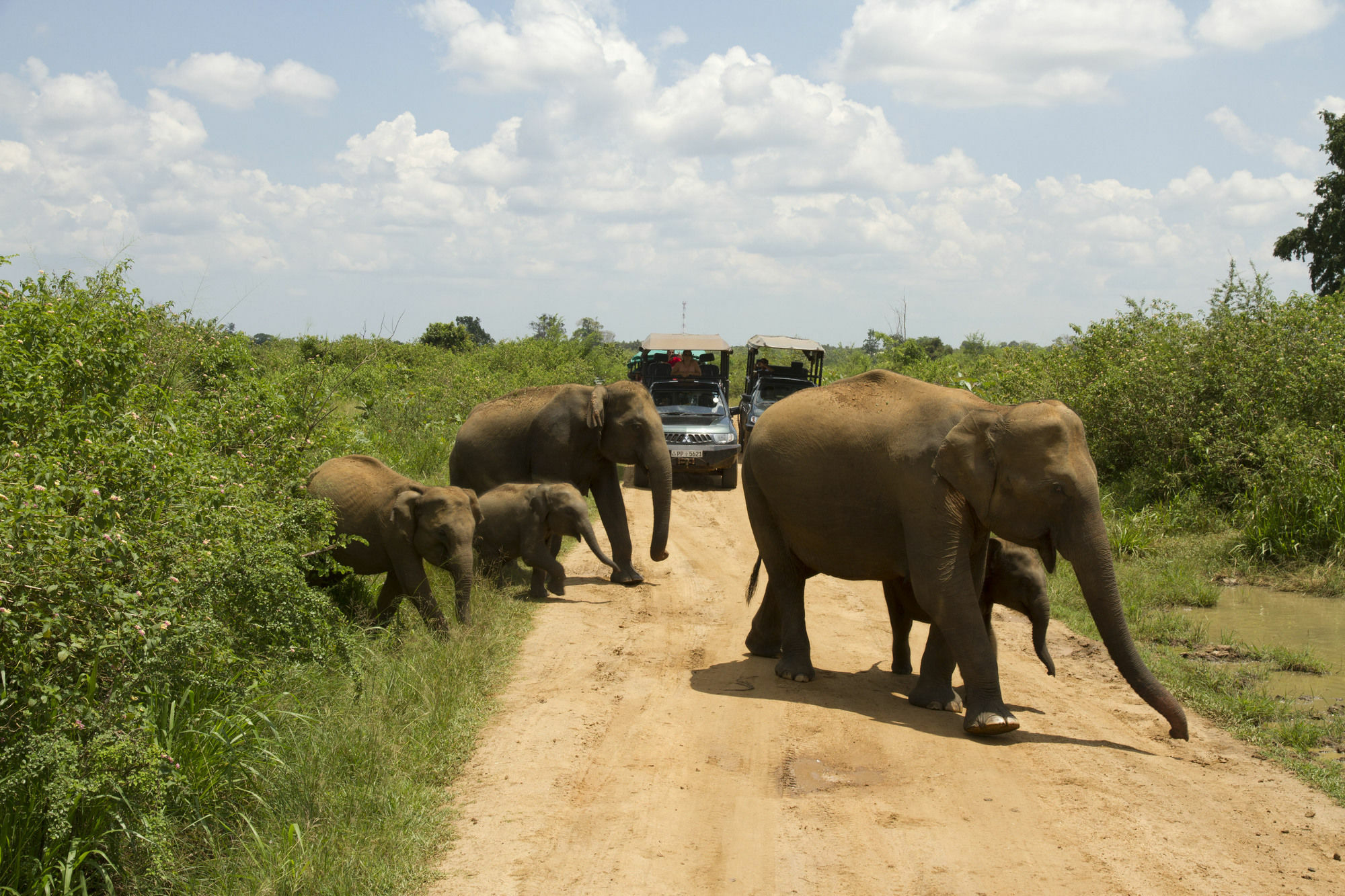 Mahoora Tented Safari Camp Удавалаве Экстерьер фото